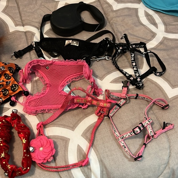 XS Dog harnesses and hats. - Picture 4 of 5